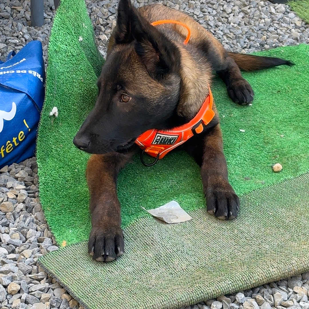 Sky participe au concours pour gagner de l'argent avec cette photo : dog, puppy, orange_collar, green_mat, gravel, outdoor, resting, alert, furniture, brick_wall, metal, pet, animal, canine, laying_down, young, collar, side_view, nature, domestic_animal