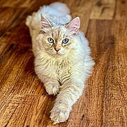 Elsa is registered to the contest to win money with this photo: cat, blue_eyes, fluffy, cream_color, wooden_floor, paw, pet, animal, indoor, relaxed, portrait, feline, cute, domestic_cat, long_hair, whiskers, ears, nose, sitting, looking