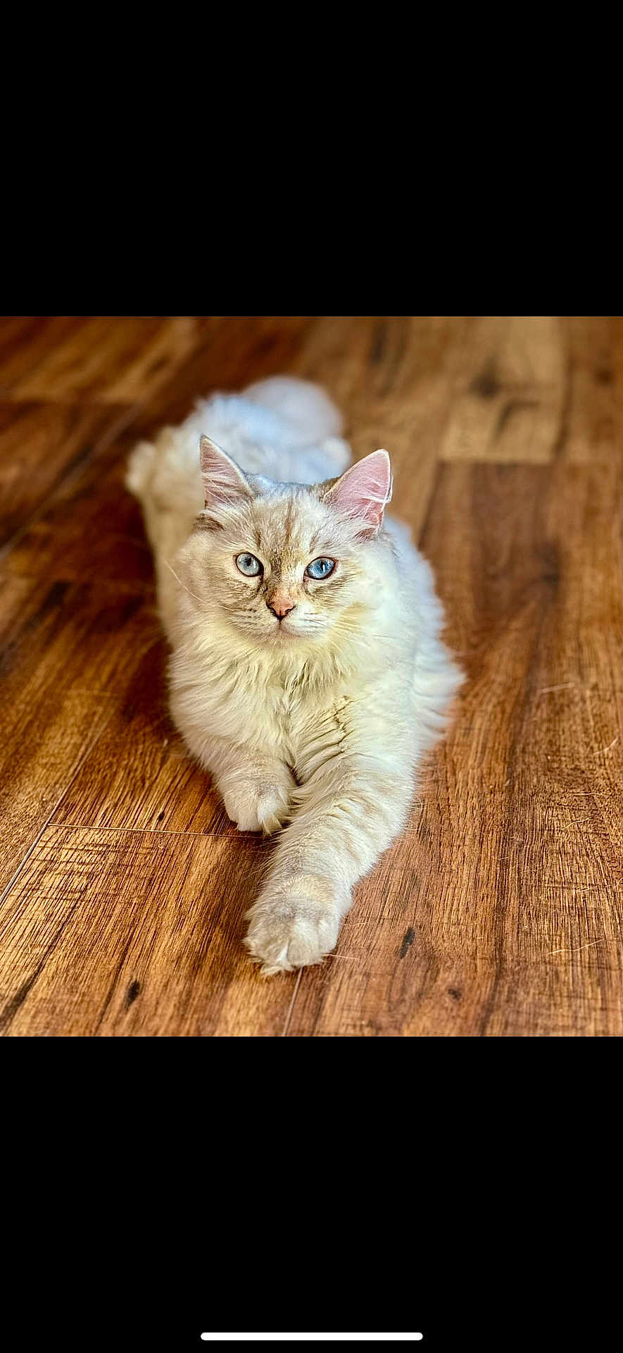 Elsa