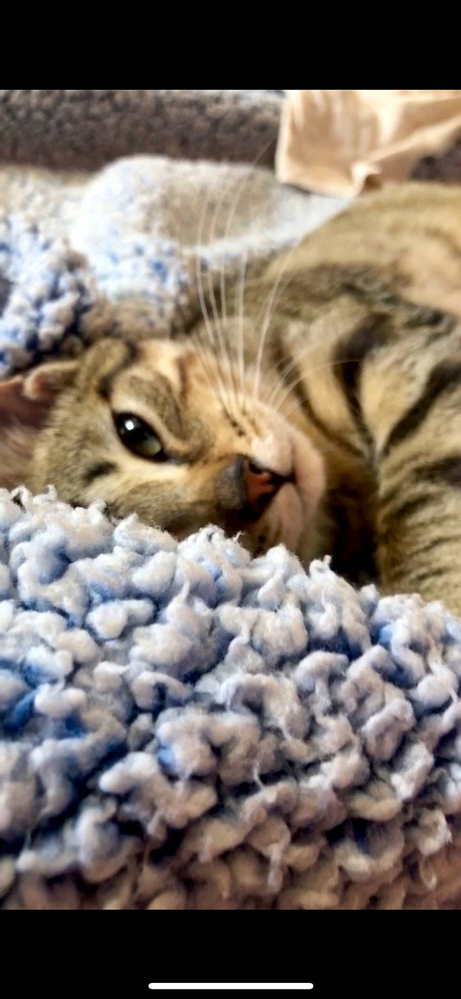 Dali a rejoint le concours — aidez-le/la à gagner de superbes lots ! aegean_cat, asian, australian_mist, bengal, carnivore, cat, domestic_short_haired_cat, dragon_li, egyptian_mau, european_shorthair, felidae, kitten, mammal, ocicat, pixie_bob, small_to_medium_sized_cats, snout, tabby_cat, toyger, whiskers