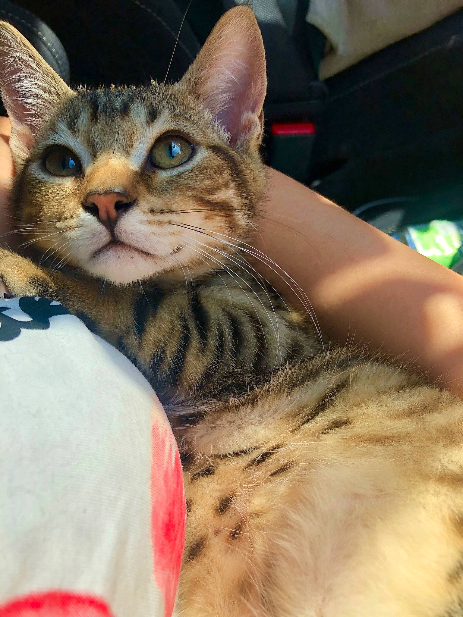 Dali participe au concours pour gagner de l'argent avec cette photo : american_shorthair, asian, bengal, carnivore, cat, chausie, domestic_short_haired_cat, egyptian_mau, european_shorthair, eye, felidae, mammal, savannah, small_to_medium_sized_cats, snout, sokoke, tabby_cat, toyger, vertebrate, whiskers