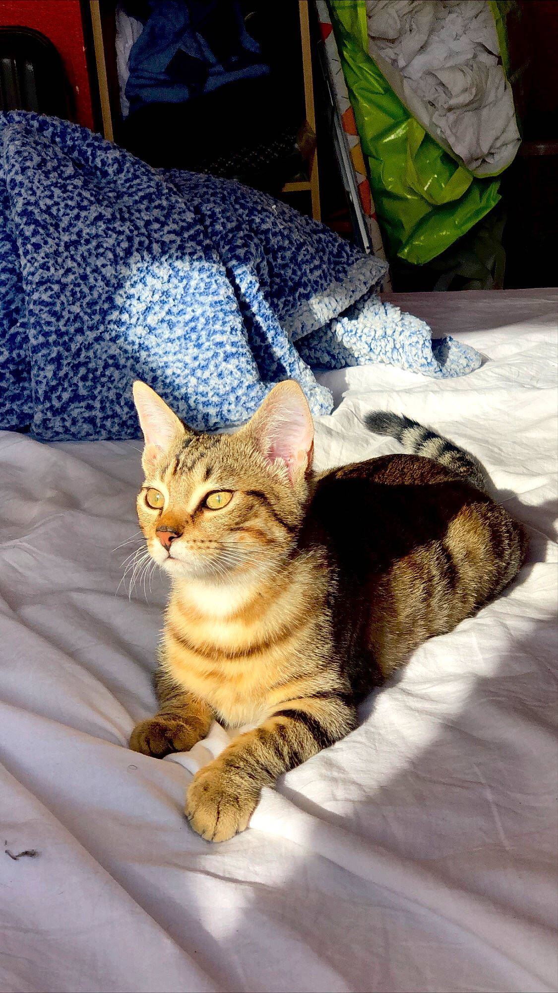 Dali a rejoint le concours — aidez-le/la à gagner de superbes lots ! american_shorthair, asian, australian_mist, bengal, california_spangled, carnivore, cat, chausie, domestic_short_haired_cat, dragon_li, european_shorthair, felidae, mammal, ocicat, small_to_medium_sized_cats, sokoke, tabby_cat, toyger, vertebrate, whiskers