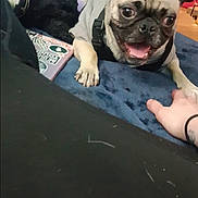 Bubba is registered to the contest to win money with this photo: animal, blue_blanket, carpet, casual, clothing, dog, furniture, hand, home, indoor, laptop, paw, person, pet, playful, pug, room, smiling, stroller, toy