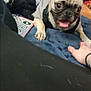 animal, blue_blanket, carpet, casual, clothing, dog, furniture, hand, home, indoor, laptop, paw, person, pet, playful, pug, room, smiling, stroller, toy