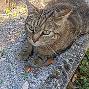 Chat a rejoint le concours — aidez-le/la à gagner de superbes lots ! cat, tabby, animal, outdoor, gravel, stone, moss, greenery, leaf, curious, pet, feline, ears, whiskers, closeup, nature, resting, texture, sunlight, garden