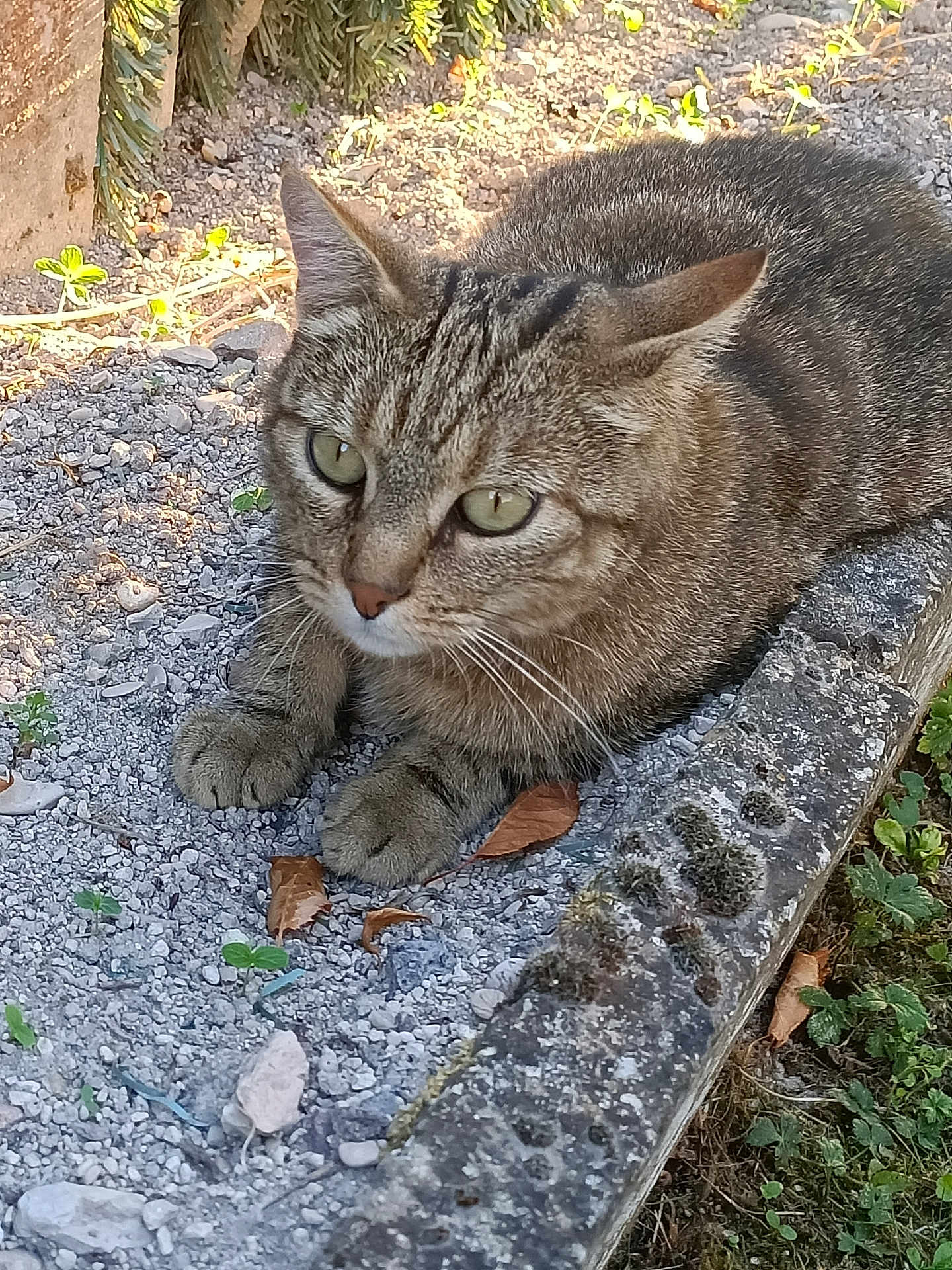 Chat a rejoint le concours — aidez-le/la à gagner de superbes lots ! cat, tabby, animal, outdoor, gravel, stone, moss, greenery, leaf, curious, pet, feline, ears, whiskers, closeup, nature, resting, texture, sunlight, garden