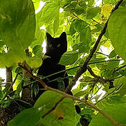 Minette a rejoint le concours — aidez-le/la à gagner de superbes lots ! animal, bird, blackbird, blackcat, cat, green, herbal, herbs, ivy, jungle, kitten, land, leaf, manx, nature, outdoors, pet, plant, tree, vegetation
