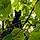 Minette