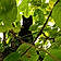 Minette