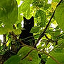 animal, bird, blackbird, blackcat, cat, green, herbal, herbs, ivy, jungle, kitten, land, leaf, manx, nature, outdoors, pet, plant, tree, vegetation