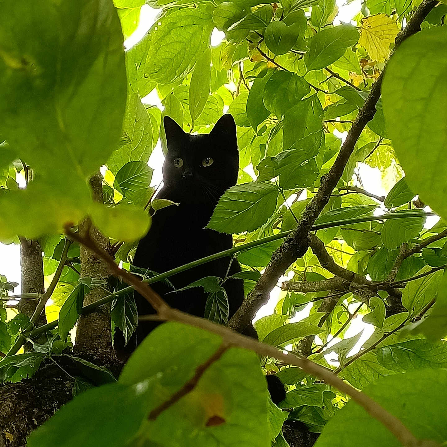 Minette
