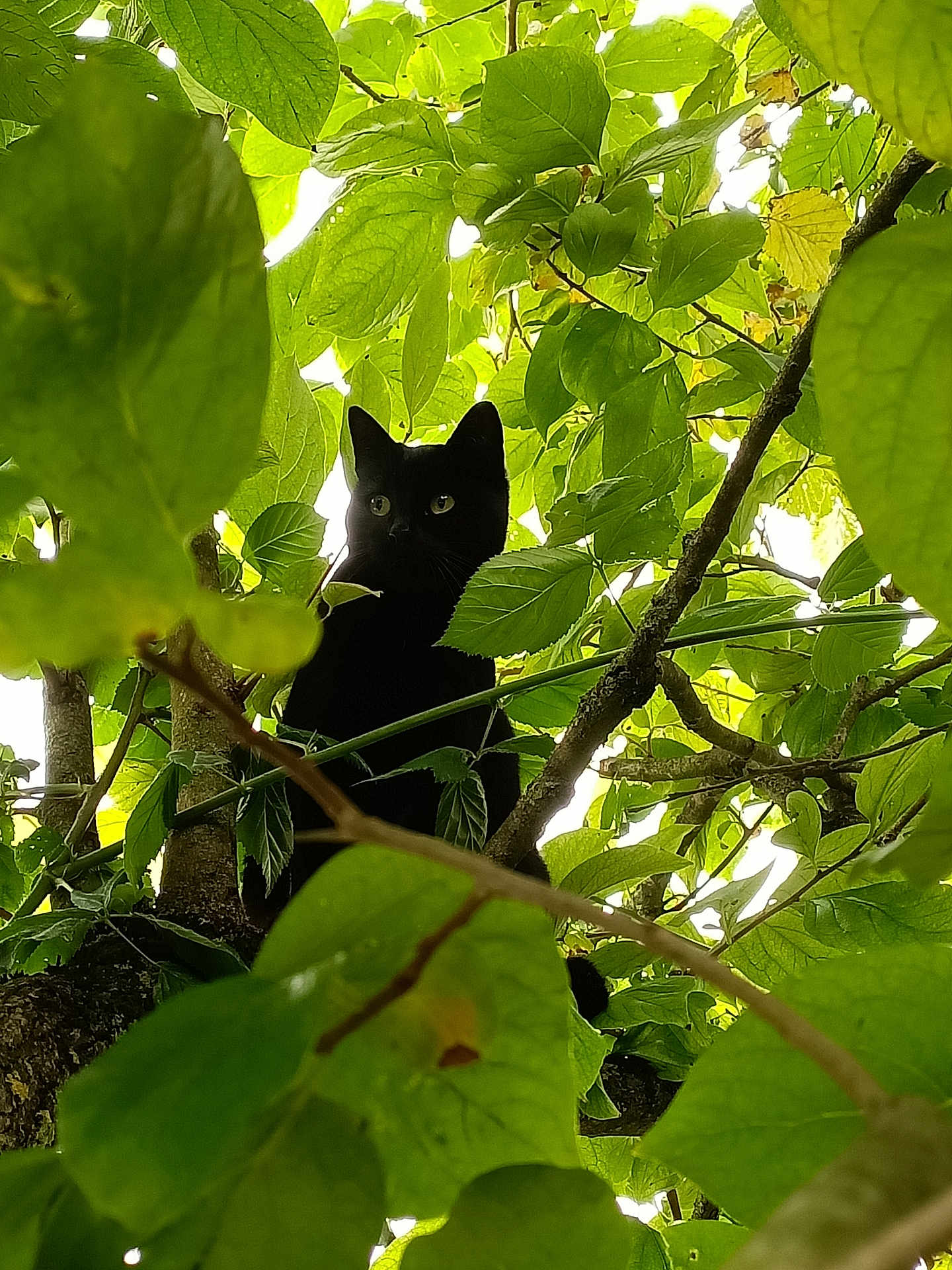 Minette