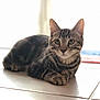 Oliver a rejoint le concours — aidez-le/la à gagner de superbes lots ! american_shorthair, asian, australian_mist, bengal, carnivore, cat, domestic_short_haired_cat, dragon_li, european_shorthair, eye, felidae, fur, kitten, mammal, ocicat, paw, small_to_medium_sized_cats, tabby_cat, vertebrate, whiskers