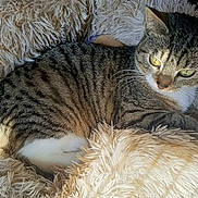 Bony participe au concours pour gagner de l'argent avec cette photo : cat, tabby, pet, feline, animal, domestic_animal, fur, striped, yellow_eyes, whiskers, resting, bed, fluffy, soft, sunlight, cozy, indoor, closeup, relaxed, cute