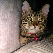 Chouby a rejoint le concours — aidez-le/la à gagner de superbes lots !