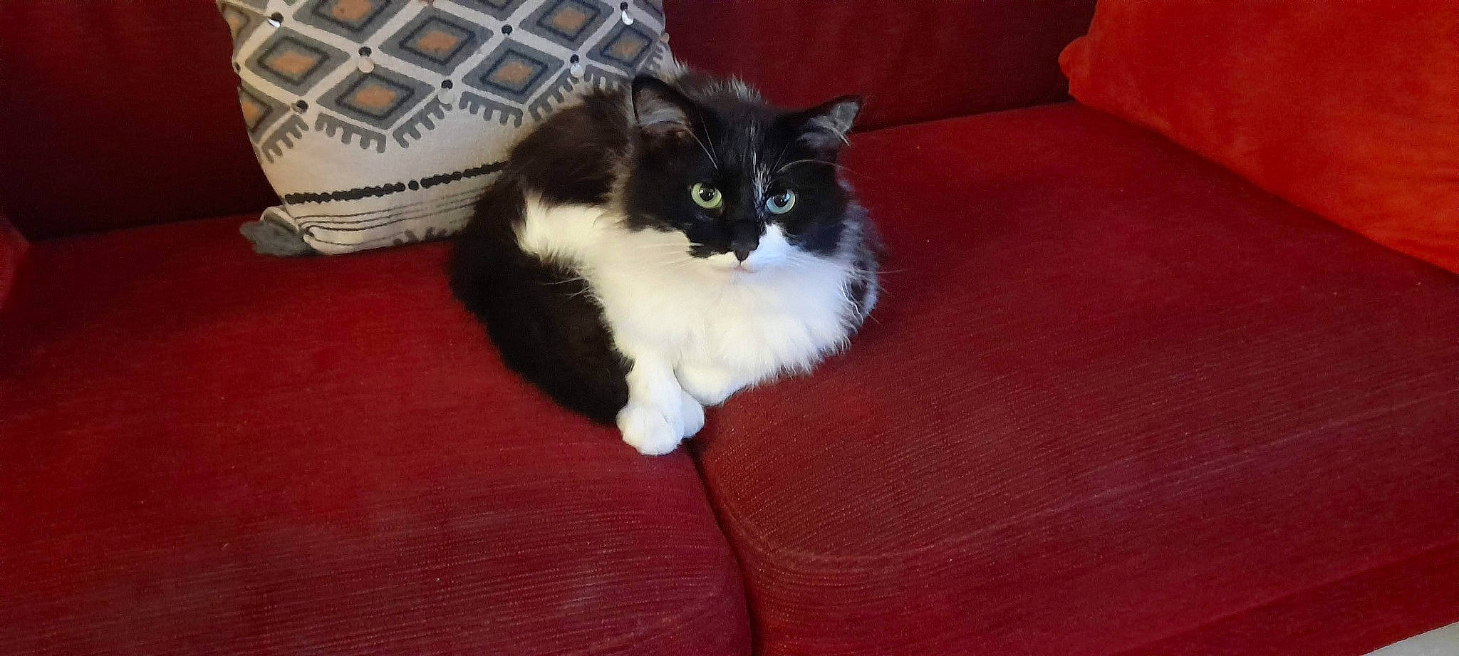 Panpan participe au concours pour gagner de l'argent avec cette photo : bag, carnivore, cat, comfort, couch, domestic_short_haired_cat, felidae, flooring, fur, hardwood, luggage_and_bags, pattern, paw, sitting, small_to_medium_sized_cats, snout, tail, tartan, whiskers, wood