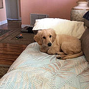 Sammie joined the competition — help win amazing prizes! dog, puppy, golden_retriever, couch, blanket, living_room, toy, wooden_floor, carpet, plant, lamp, wall, doorway, home_interior, pet, fur, resting, curious, cozy, indoor