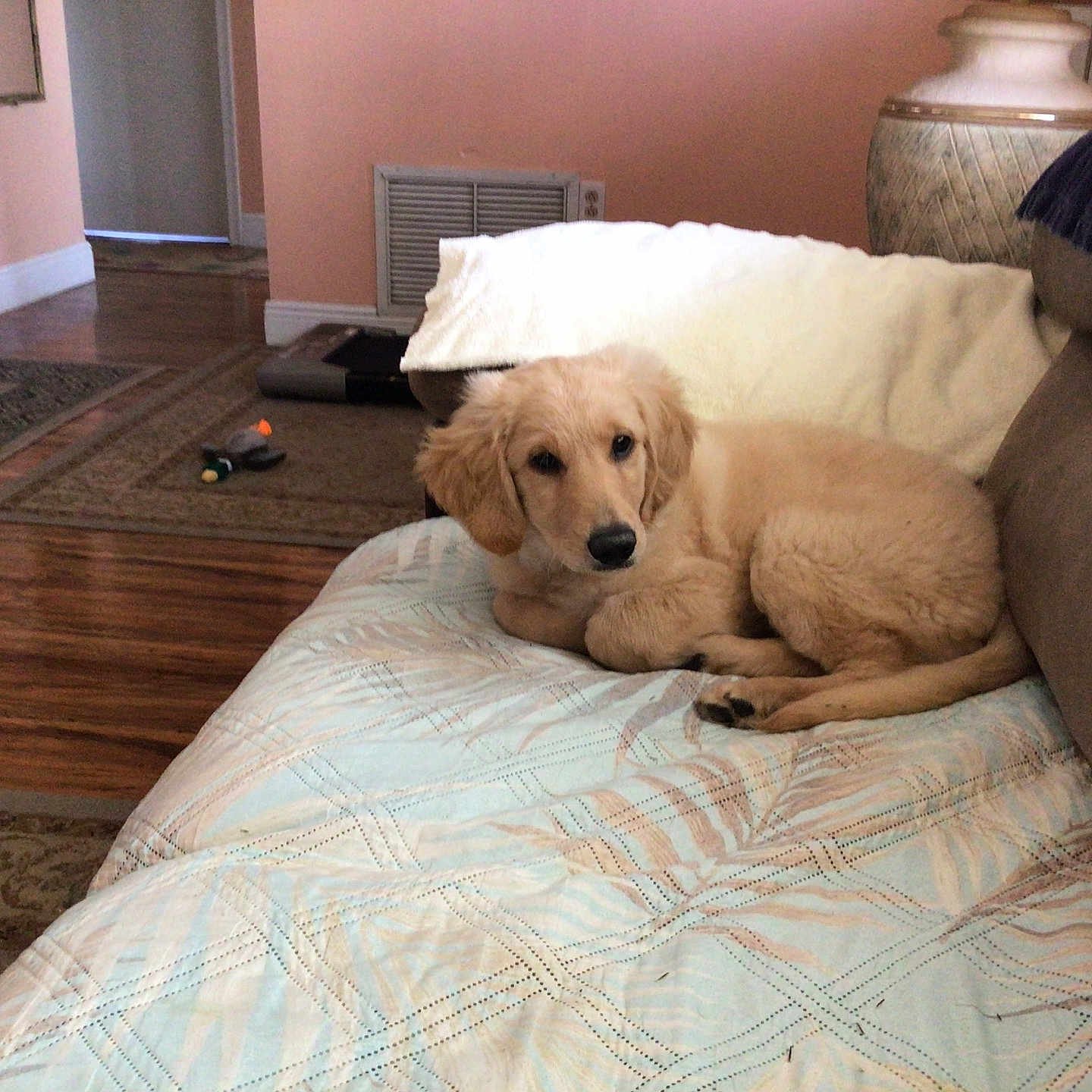Sammie joined the competition — help win amazing prizes! dog, puppy, golden_retriever, couch, blanket, living_room, toy, wooden_floor, carpet, plant, lamp, wall, doorway, home_interior, pet, fur, resting, curious, cozy, indoor