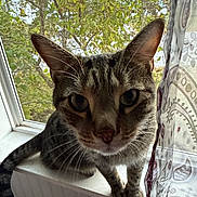 Parsnip is registered to the contest to win money with this photo: animal, cat, closeup, curious, curtain, daylight, ears, feline, greenery, houseplant, indoor, nature, pattern, pet, screen, tabby, tail, whiskers, window, windowsill