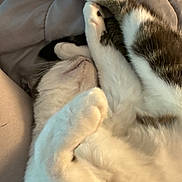 Chive is registered to the contest to win money with this photo: cat, feline, pet, sleeping, curled_up, white_fur, tabby_fur, paw, close_up, relaxed, soft_surface, indoor, cozy, animal, whiskers, cute, resting, fur, domestic_animal, quiet