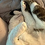 cat, feline, pet, sleeping, curled_up, white_fur, tabby_fur, paw, close_up, relaxed, soft_surface, indoor, cozy, animal, whiskers, cute, resting, fur, domestic_animal, quiet