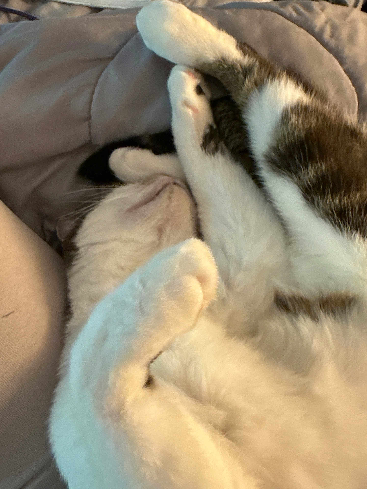 Chive is registered to the contest to win money with this photo: cat, feline, pet, sleeping, curled_up, white_fur, tabby_fur, paw, close_up, relaxed, soft_surface, indoor, cozy, animal, whiskers, cute, resting, fur, domestic_animal, quiet