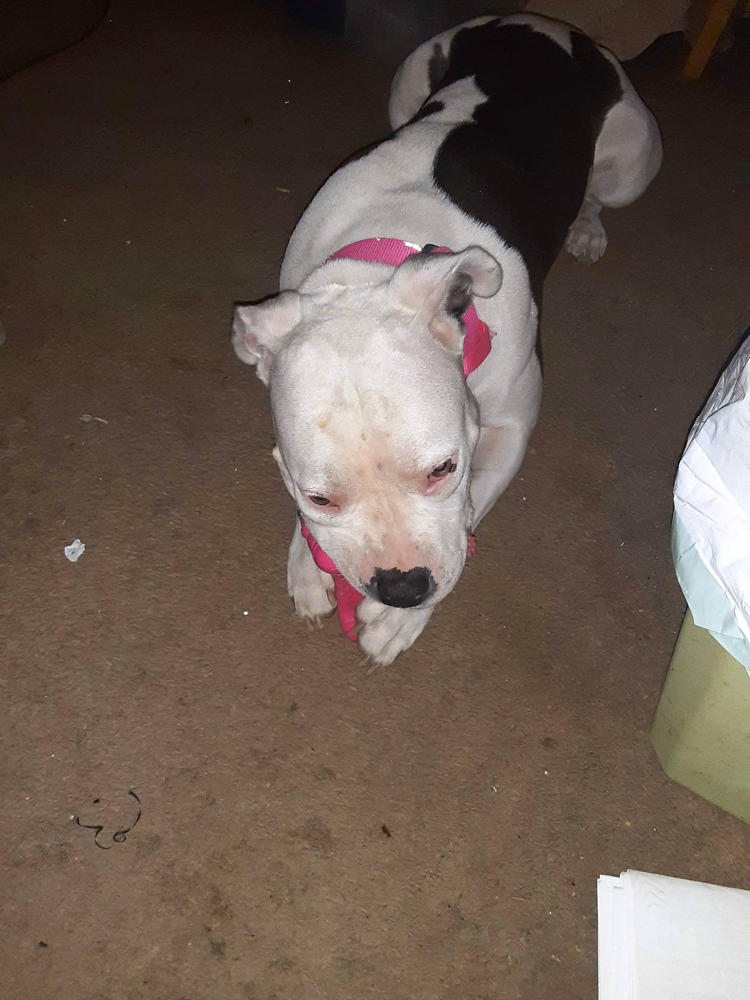 Pebbles is registered to the contest to win money with this photo: canidae, carnivore, collar, companion_dog, dog, dog_breed, dog_collar, fawn, flooring, fur, non_sporting_group, paw, pet_supply, snout, sporting_group, tail, terrestrial_animal, toy_dog, whiskers, working_animal