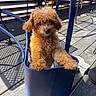 puppy, dog, apricot_dog, curly_fur, fluffy, small_dog, pet, animal, tote_bag, blue_bag, outdoor, patio, deck, chairs, sunlight, shadows, sitting, portrait, cute, playful