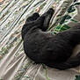 Misty Gray is registered to the contest to win money with this photo: cat, black_cat, sleeping, bed, bedspread, floral_pattern, indoor, pet, animal, resting, cozy, feline, soft_lighting, peaceful, home, comfort, relaxation, fur, quiet, domestic