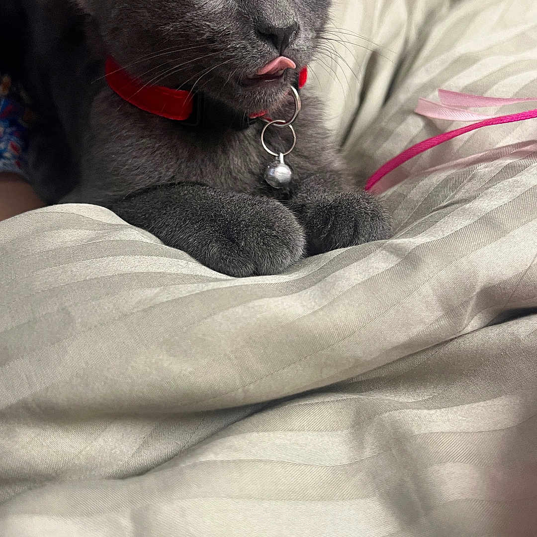 Misty Gray joined the competition — help win amazing prizes! bell, blanket, cat, collar, cozy, cute, domestic_cat, feline, fur, gray_cat, hand, indoor, kitten, paw, pet, resting, soft, striped, tongue_out, young_cat