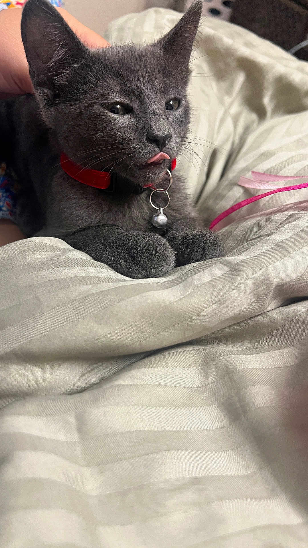 Misty Gray joined the competition — help win amazing prizes! kitten, cat, pet, gray_cat, collar, bell, tongue_out, paw, blanket, striped, hand, indoor, cute, feline, young_cat, resting, cozy, soft, domestic_cat, fur