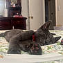 Misty Gray is registered to the contest to win money with this photo: cat, sleeping, gray_cat, bed, floral_bedspread, red_collar, paw, indoor, furniture, dresser, door, relaxation, pet, cozy, closeup, resting, domestic_animal, household, cute, animal