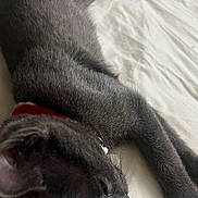 Misty Gray is registered to the contest to win money with this photo: cat, gray_cat, sleeping, bed, collar, pet, animal, feline, fur, whiskers, relaxed, indoor, closeup, resting, cute, domestic_cat, soft, cozy, napping, quiet