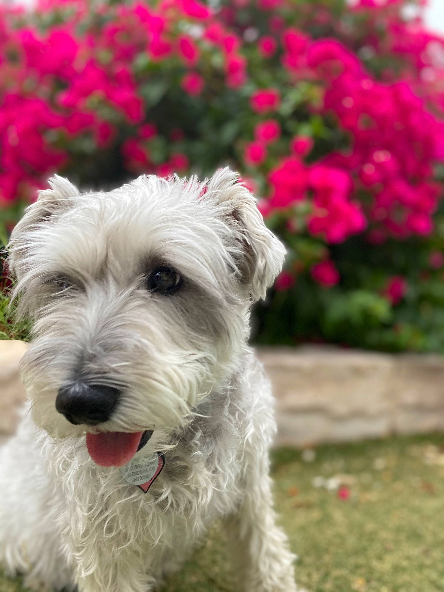 Sophie joined the competition — help win amazing prizes! annual_plant, art, canidae, carnivore, collar, companion_dog, dog, dog_breed, dog_collar, flower, garden, grass, groundcover, plant, small_terrier, snout, sporting_group, terrier, working_animal
