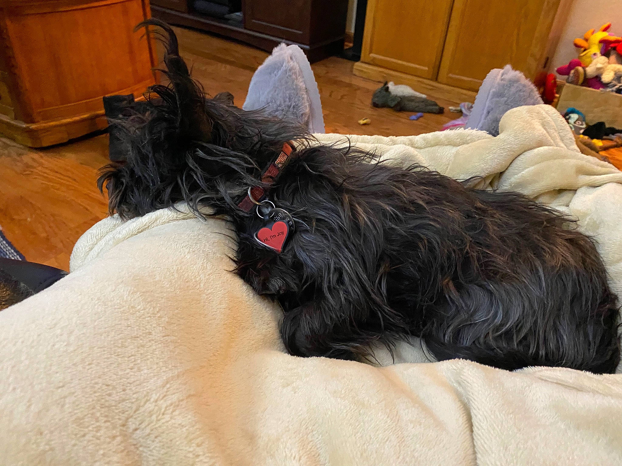 Sophie is registered to the contest to win money with this photo: cabinetry, carnivore, chest_of_drawers, comfort, companion_dog, cupboard, dog, dog_breed, drawer, felidae, flooring, fur, hardwood, room, small_to_medium_sized_cats, snout, sporting_group, tail, terrier, wood