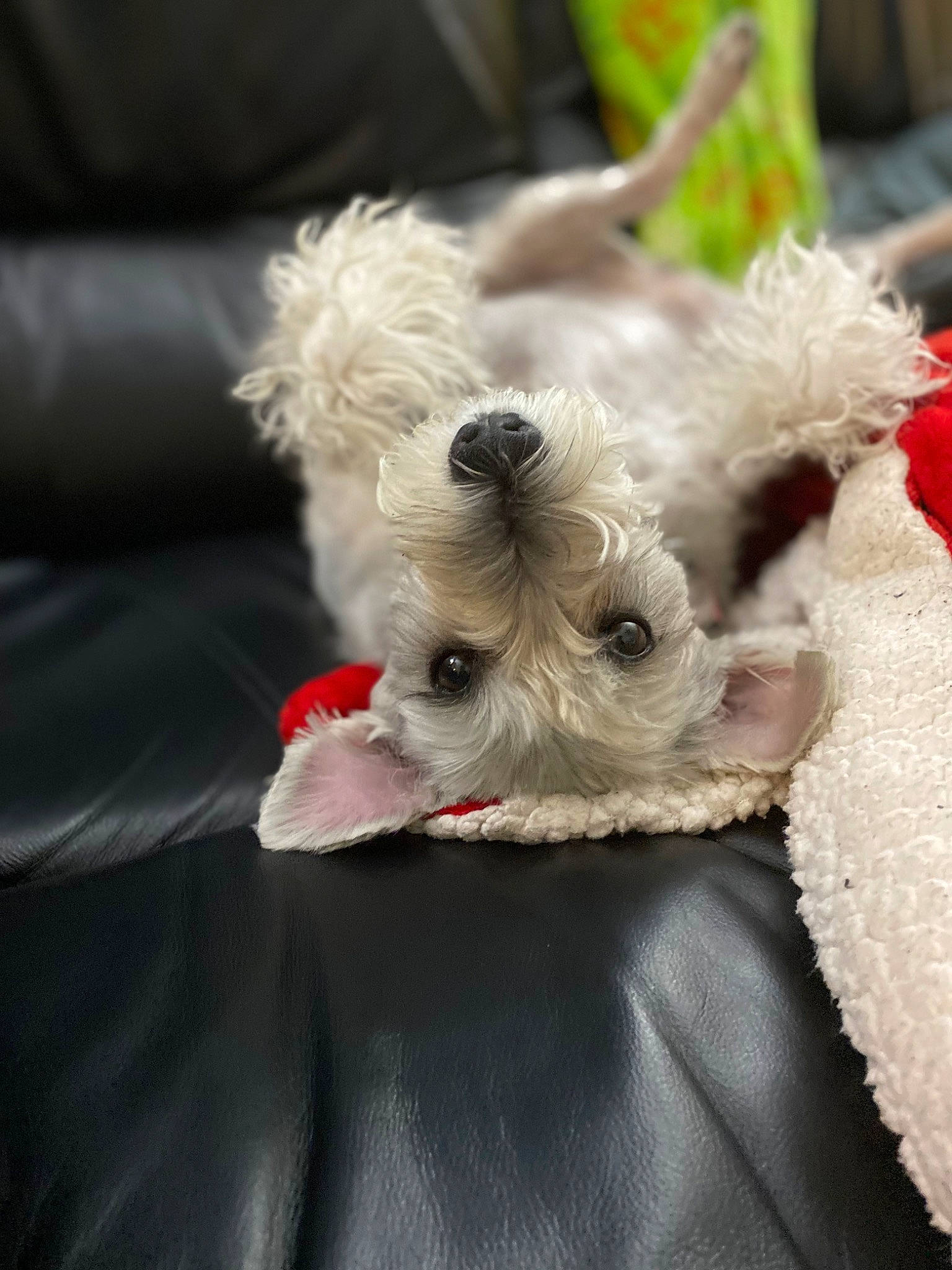 Sophie is registered to the contest to win money with this photo: canidae, carnivore, collar, companion_dog, dog, dog_breed, dog_clothes, dog_collar, dog_supply, fawn, felidae, fur, small_to_medium_sized_cats, snout, sporting_group, standard_schnauzer, terrier, toy_dog, whiskers, working_animal