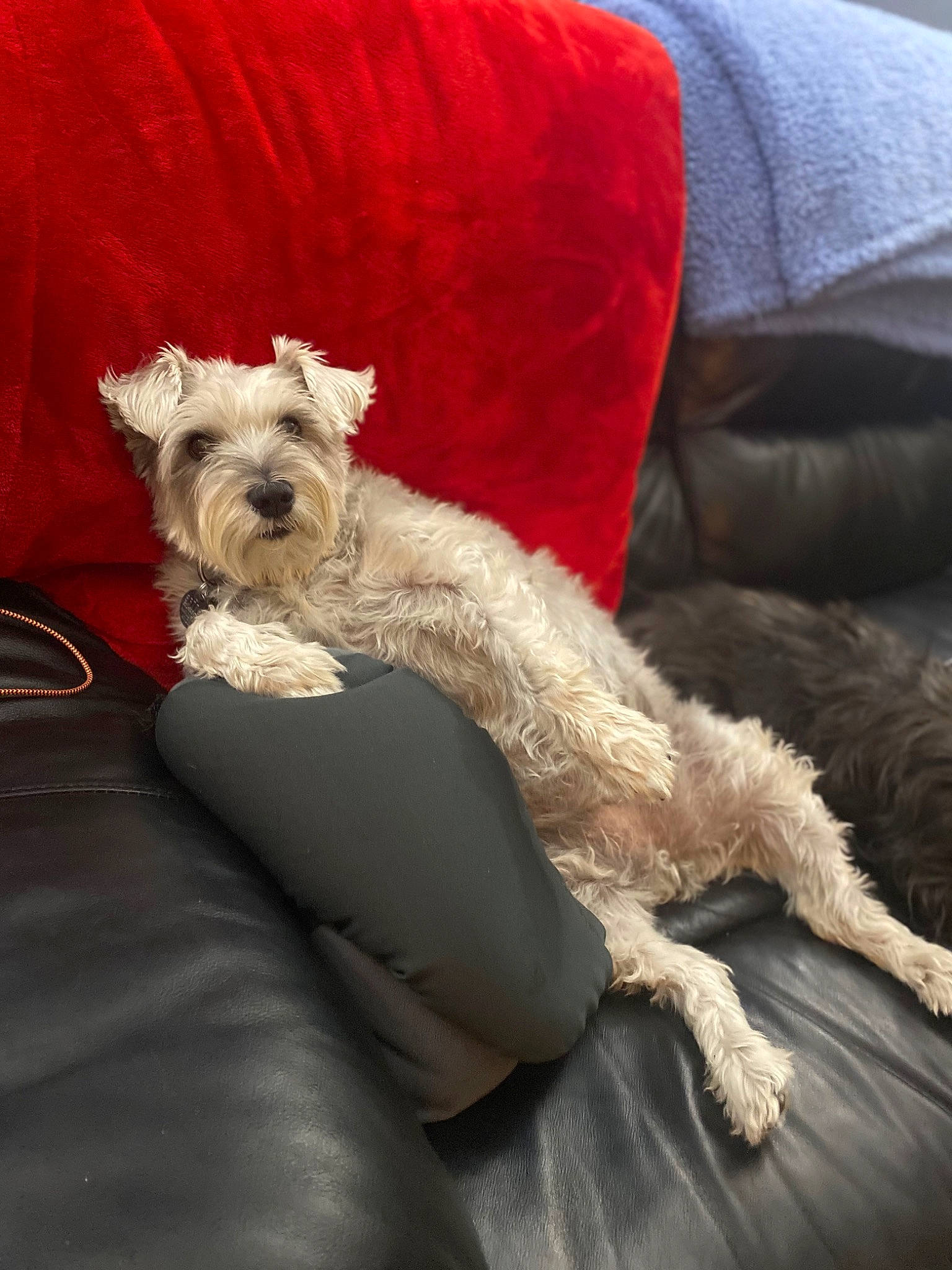 Sophie joined the competition — help win amazing prizes! boat, canidae, carnivore, collar, comfort, companion_dog, couch, dog, dog_breed, dog_clothes, dog_collar, dog_supply, pillow, small_terrier, sporting_group, terrier, throw_pillow, toy_dog, wire_hair_fox_terrier, working_animal