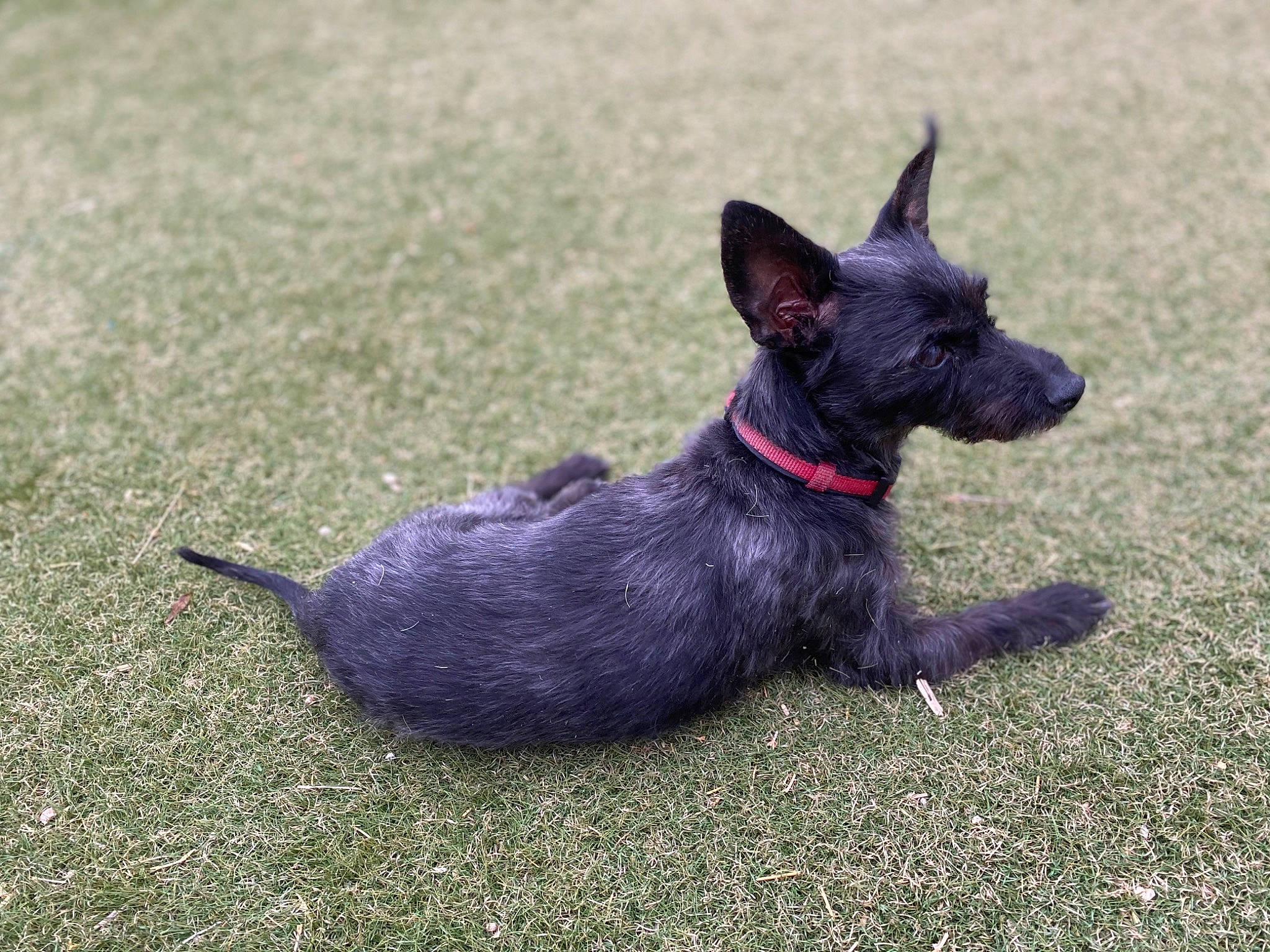 Joy joined the competition — help win amazing prizes! canidae, carmine, carnivore, collar, companion_dog, dog, dog_breed, dog_collar, dog_supply, grass, non_sporting_group, sporting_group, tail, terrestrial_animal, working_animal, working_dog