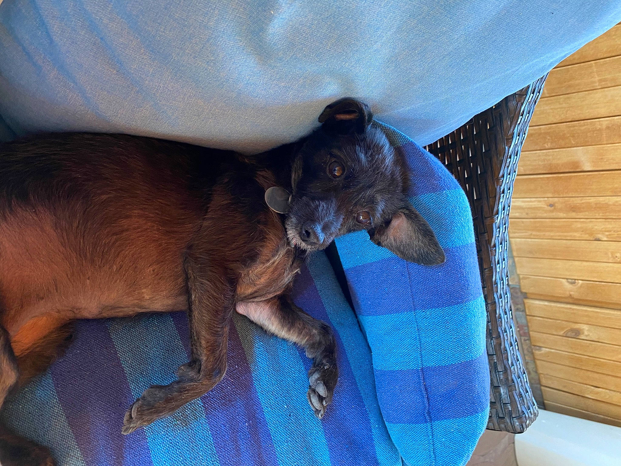 Joy is registered to the contest to win money with this photo: canidae, carnivore, claw, comfort, companion_dog, dog, dog_breed, electric_blue, fawn, felidae, linens, liver, pet_supply, snout, sporting_group, terrestrial_animal, toy_dog, whiskers, working_animal, wrinkle