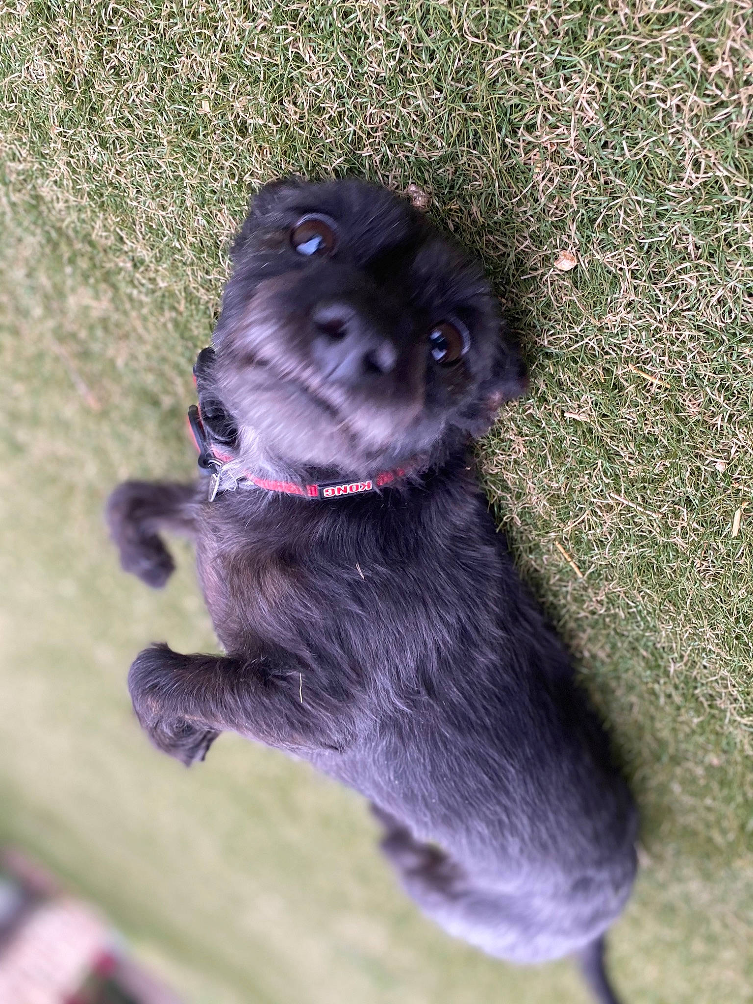 Joy is registered to the contest to win money with this photo: borador, canidae, carnivore, collar, companion_dog, dog, dog_breed, dog_collar, felidae, fur, grass, liver, magenta, paw, snout, sporting_group, tail, terrestrial_animal, whiskers, working_animal