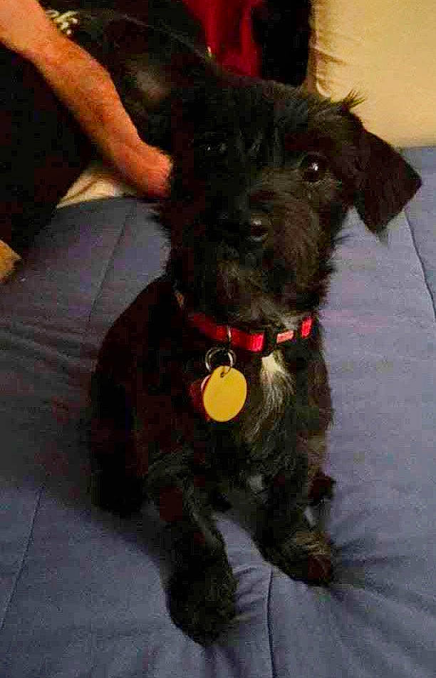 Joy is registered to the contest to win money with this photo: bow_tie, canidae, carnivore, collar, companion_dog, dog, dog_breed, dog_collar, dog_supply, fashion_accessory, fur, liver, non_sporting_group, sporting_group, terrier, toy_dog, water_dog, working_animal