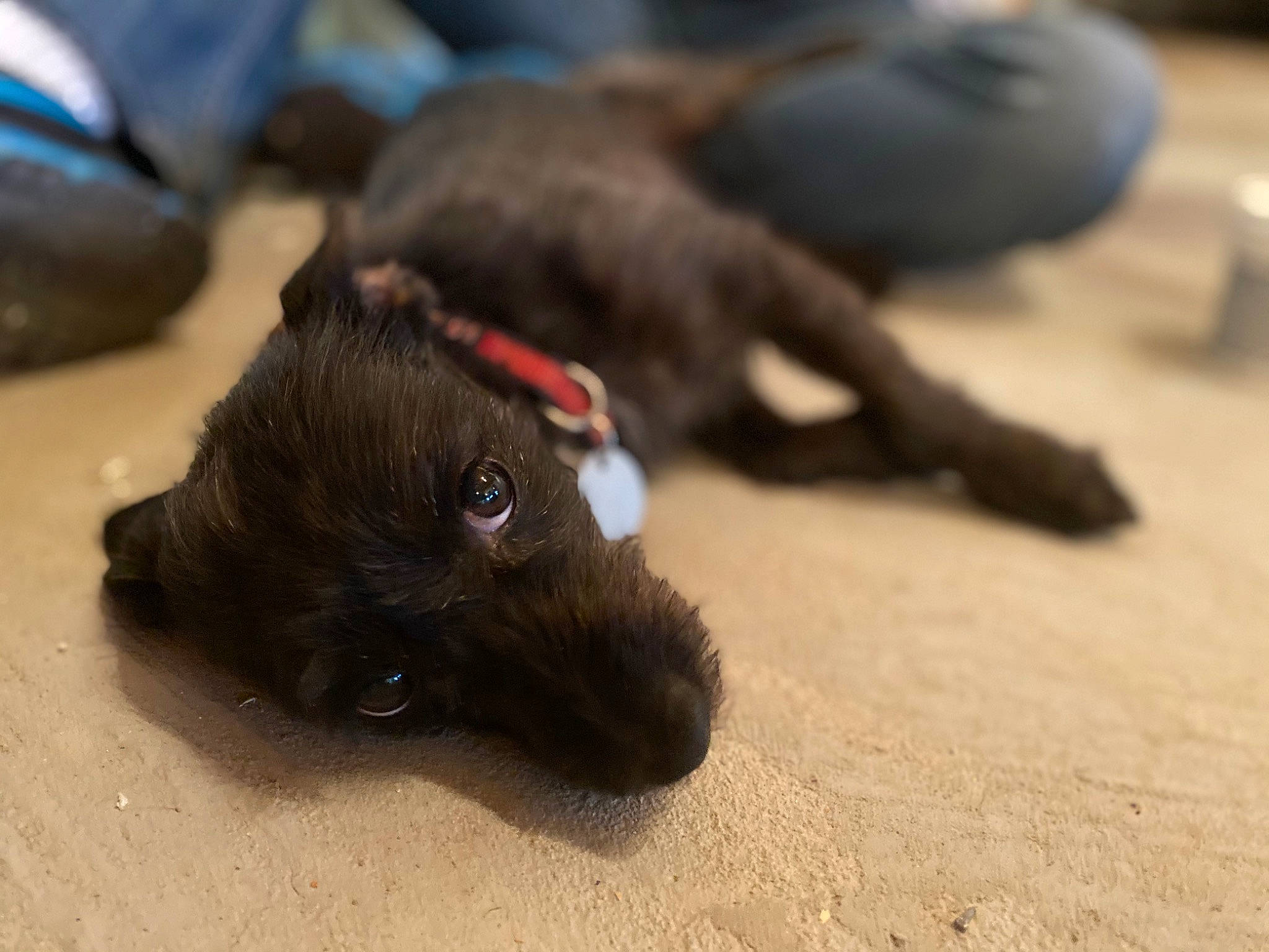 Joy is registered to the contest to win money with this photo: black_cat, borador, canidae, carnivore, claw, comfort, companion_dog, dog, dog_breed, fawn, felidae, fur, liver, paw, small_to_medium_sized_cats, sporting_group, tail, terrestrial_animal, whiskers, working_animal