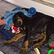 Romeo joined the competition — help win amazing prizes! carnivoran, dog, dog_breed, dog_breed_group, dog_like_mammal, puppy, rottweiler