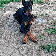 Diesel is registered to the contest to win money with this photo: doberman, dog, animal, pet, outdoor, grass, dirt, lying_down, black_and_tan, collar, canine, ears_up, crossed_legs, nature, quiet, summer, watchful, relaxed, portrait, mammal