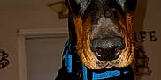 Diesel is registered to the contest to win money with this photo: doberman, dog, pet, ears, paws, collar, black, brown, indoor, curious, animal, canine, portrait, closeup, face, looking, fur, alert, domestic, companion