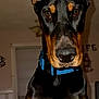 doberman, dog, pet, ears, paws, collar, black, brown, indoor, curious, animal, canine, portrait, closeup, face, looking, fur, alert, domestic, companion