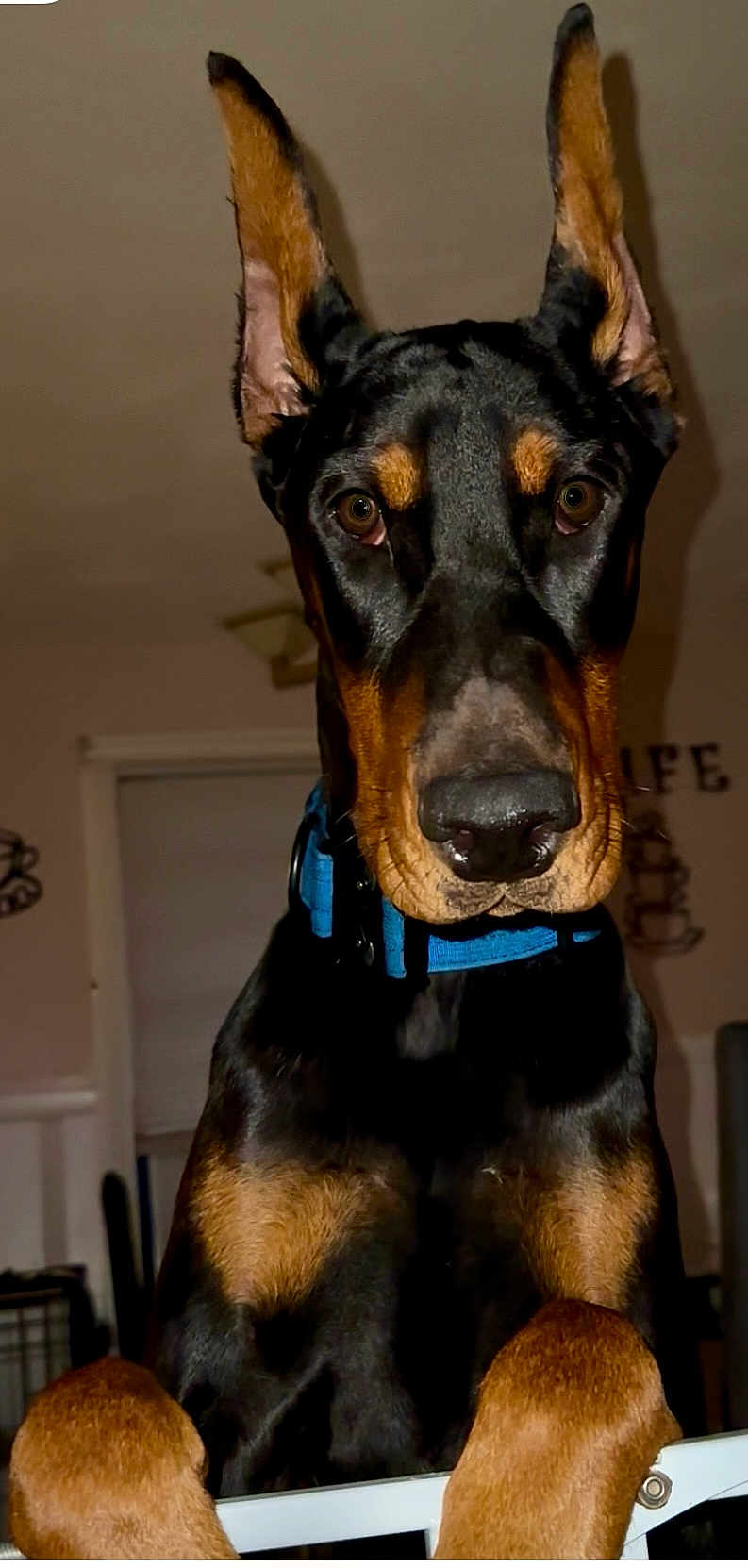 Diesel is registered to the contest to win money with this photo: doberman, dog, pet, ears, paws, collar, black, brown, indoor, curious, animal, canine, portrait, closeup, face, looking, fur, alert, domestic, companion
