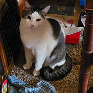 Kiki joined the competition — help win amazing prizes! cat, white, gray, pet, animal, indoor, carpet, gloves, table_leg, curious, sitting, household, feline, domestic, quiet, floor, furniture, still_life, looking, calm