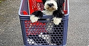 Beltane participe au concours pour gagner de l'argent avec cette photo : dog, black_and_white, fluffy, pet, shopping_cart, cart, parking_lot, outdoor, person, hands, jacket, road, asphalt, vehicles, grocery, transportation, portrait, centered, cute, funny