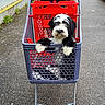 dog, black_and_white, fluffy, pet, shopping_cart, cart, parking_lot, outdoor, person, hands, jacket, road, asphalt, vehicles, grocery, transportation, portrait, centered, cute, funny